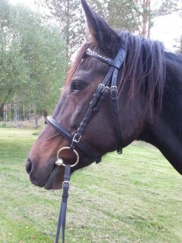 Suutarin tekemät suitset